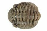 Long Curled Morocops Trilobite - Morocco #252783-2